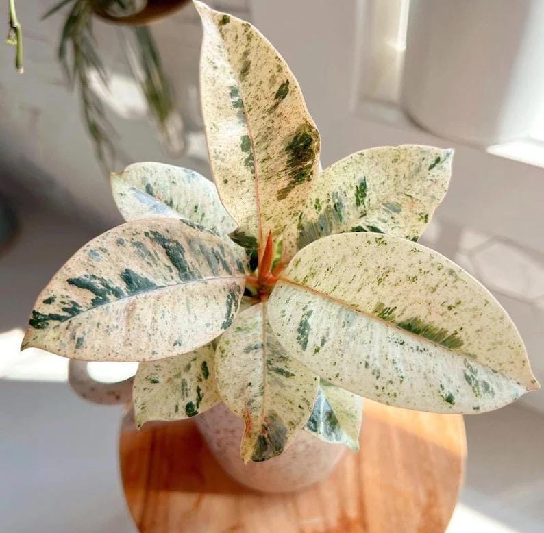 Ficus moonshine white rubber tree starter plant **(ALL plants require you to purchase ANY 2 plants!)**