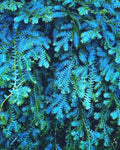 Rainbow moss unique fern “selaginella peacock uncinata” (5 pack) great for Terrariums and bathrooms