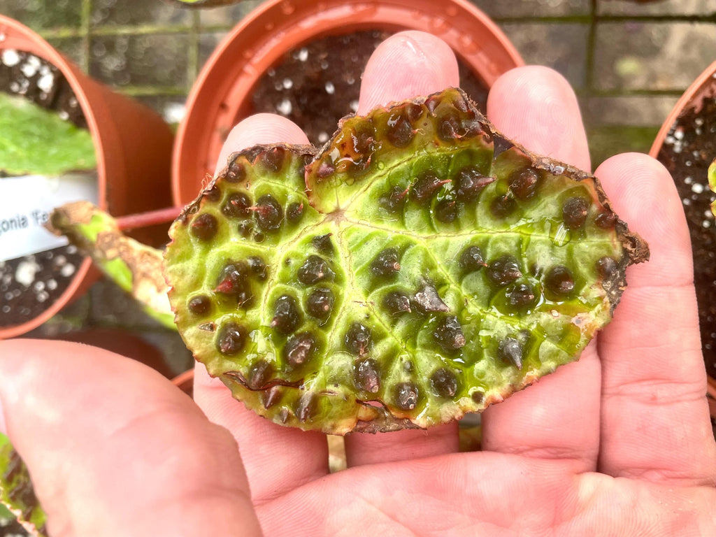 Begonia Rex Ferox “spiked angel wing” starter plant **(ALL plants require you to purchase ANY 2 plants!)**