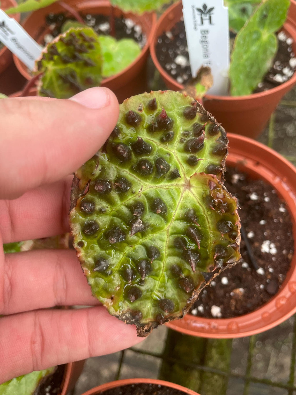Begonia Rex Ferox “spiked angel wing” starter plant **(ALL plants require you to purchase ANY 2 plants!)**