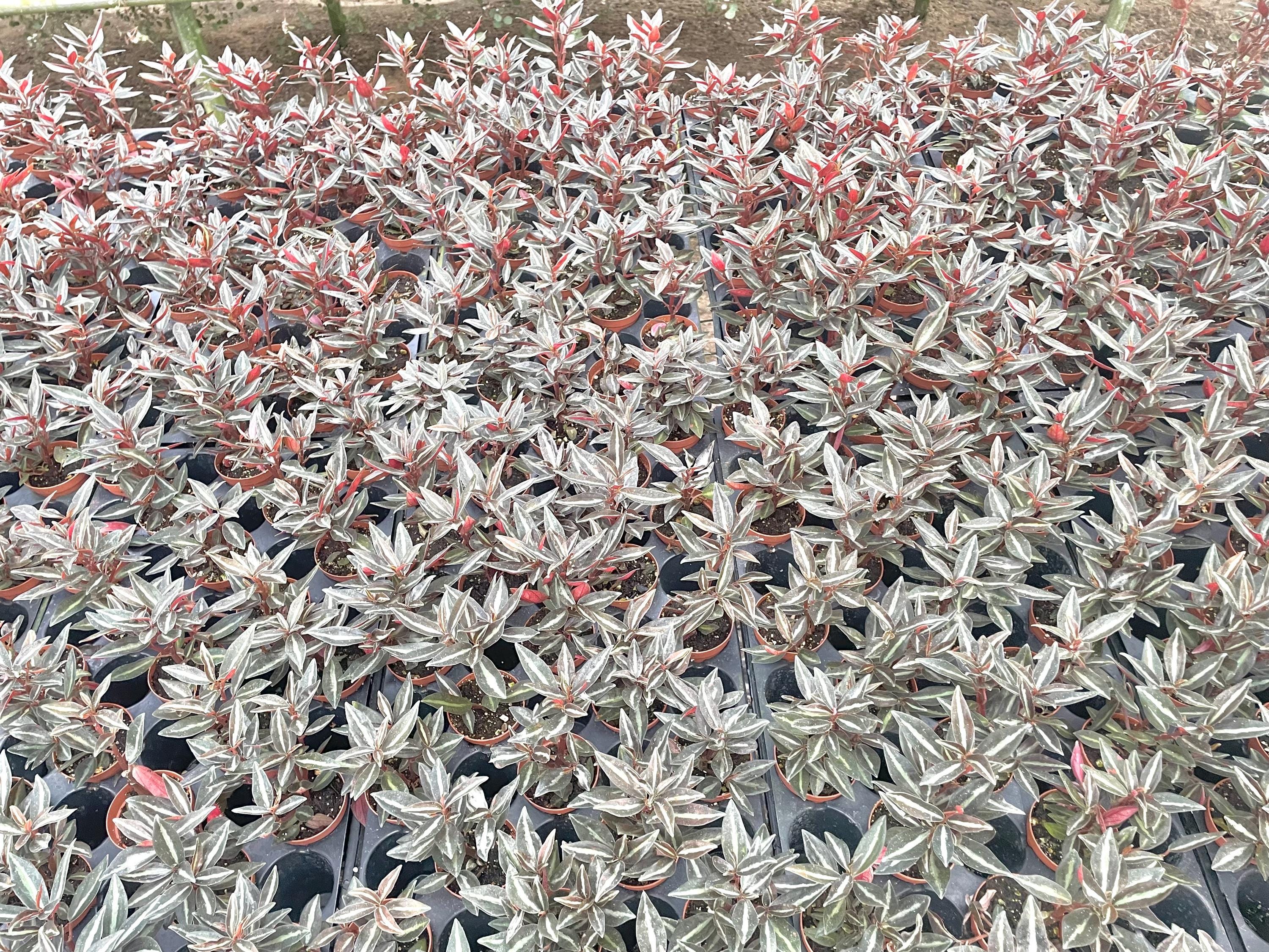 Peperomia Metallica starter plant **(ALL plants require you to purchase ANY 2 plants!)**