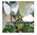 Philodendron Spilt milk starter plant **(ALL plants require you to purchase ANY 2 plants!)**