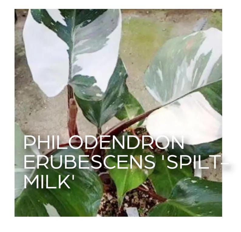 Philodendron Spilt milk starter plant **(ALL plants require you to purchase ANY 2 plants!)**