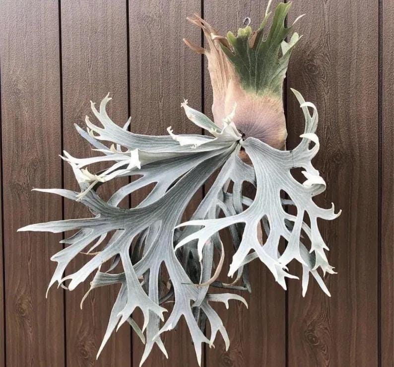 Platycerium pegasus Staghorn Fern Rare Starter Plant **(ALL STARTER PLANTS require you to purchase 2 plants!)**