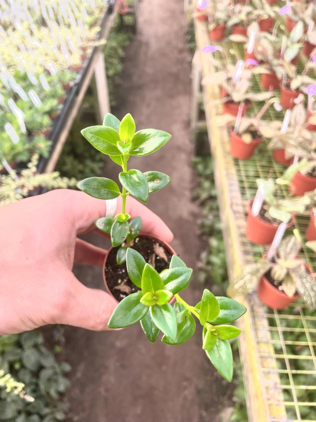 Columnea Cheerio “flying goldfish plant” 2” plant **(ALL plants require you to purchase ANY 2 plants!)**