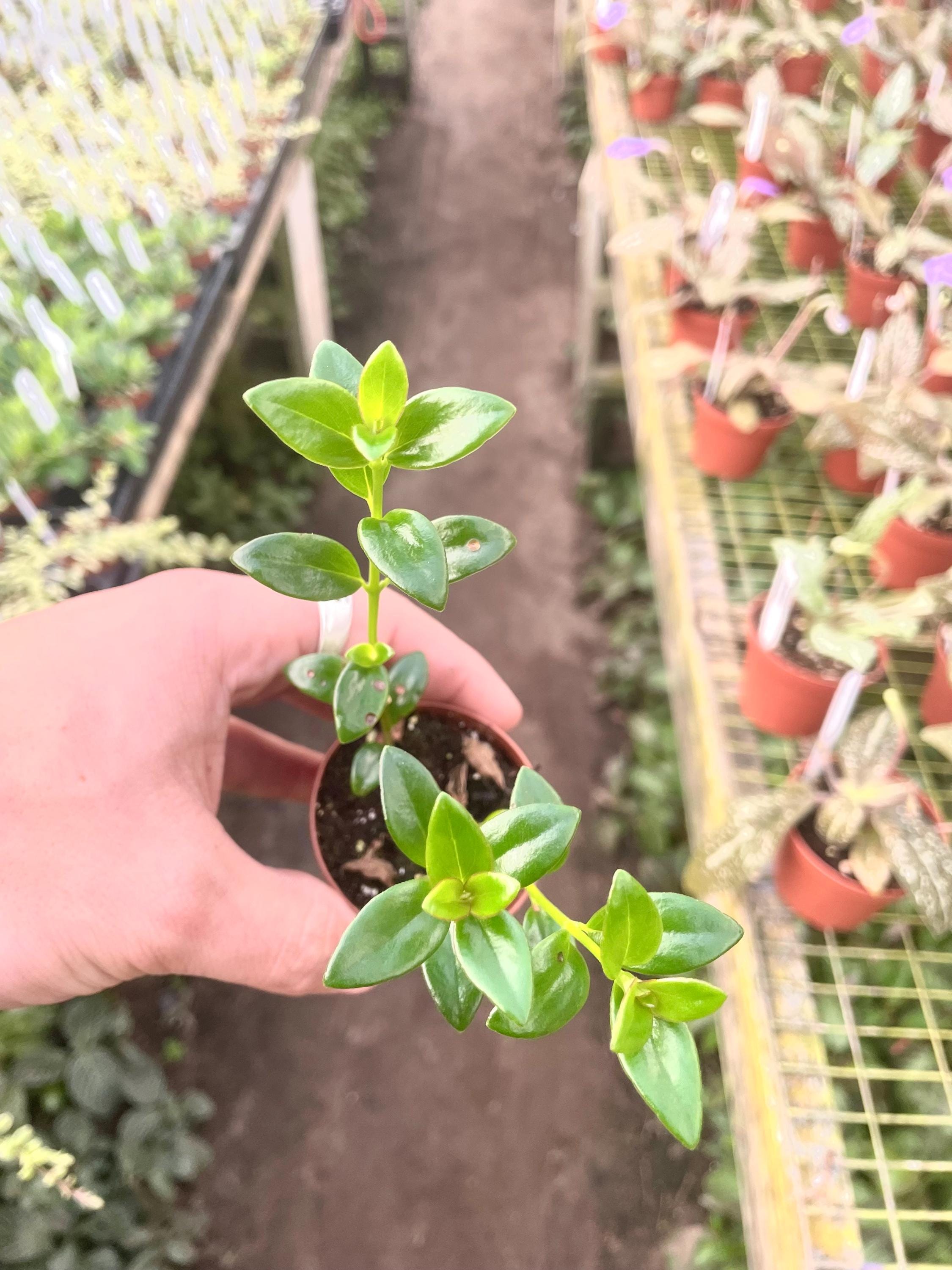 Columnea Cheerio “flying goldfish plant” 2” plant **(ALL plants require you to purchase ANY 2 plants!)**