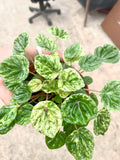 Peperomia Caperata emerald ripple “Freckles” variegated 4” plant **(ALL plants require you to purchase ANY 2 plants!)**