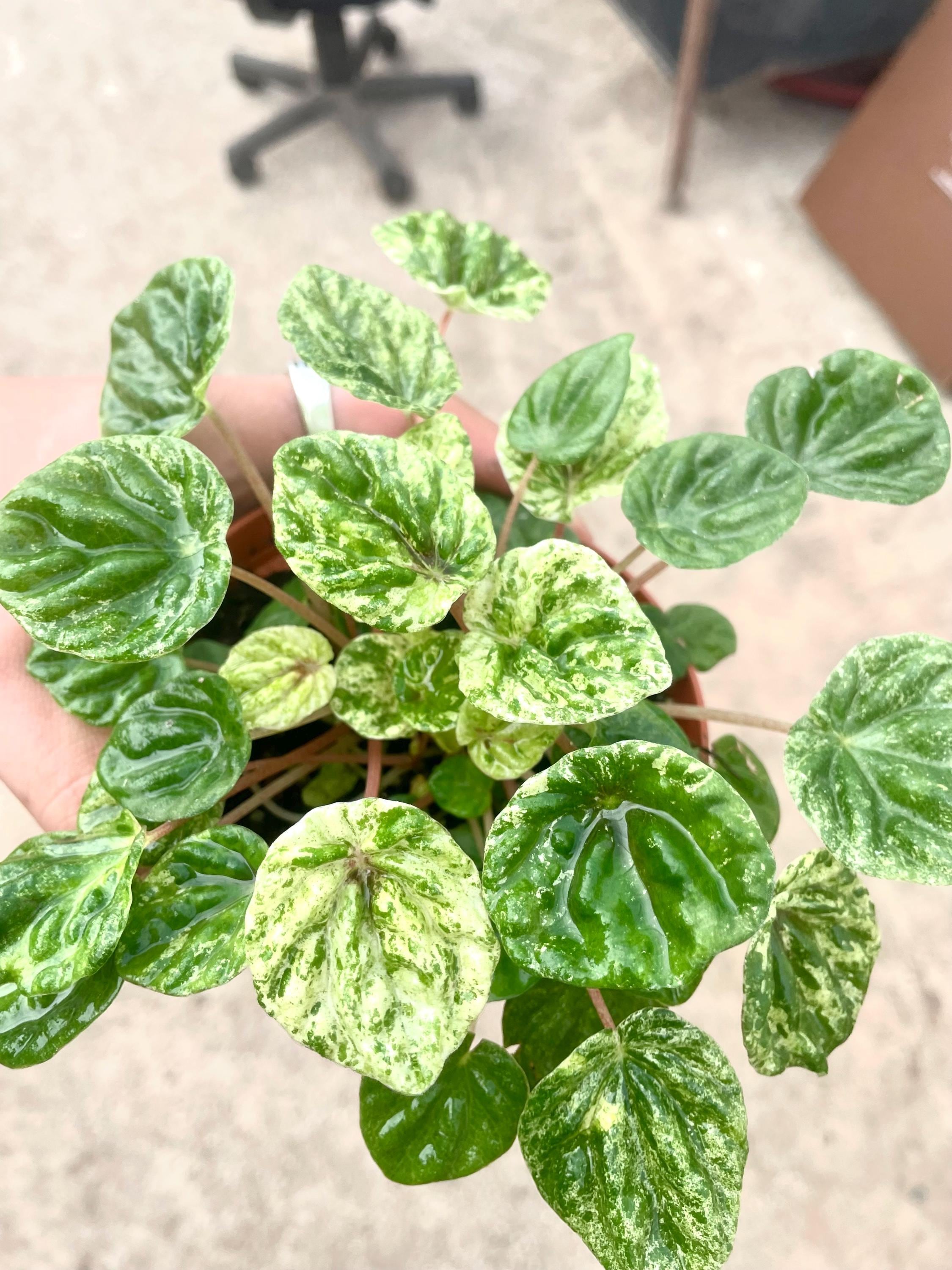 Peperomia Caperata emerald ripple “Freckles” variegated 4” plant **(ALL plants require you to purchase ANY 2 plants!)**