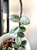 Hoya Mathilde splash 2” Plant (ALL PLANTS require you to purchase 2 plants!)**