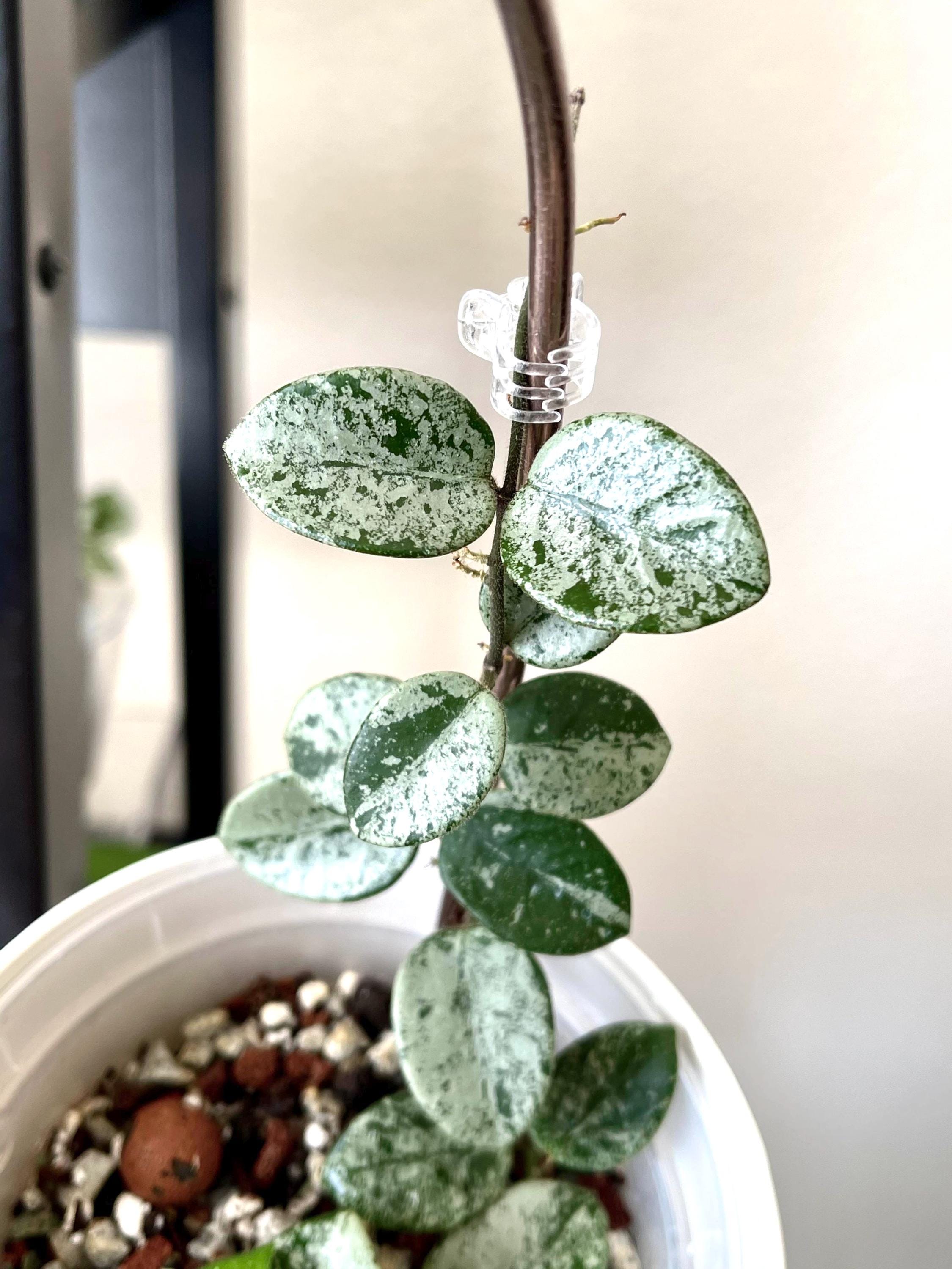 Hoya Mathilde splash 2” Plant (ALL PLANTS require you to purchase 2 plants!)**
