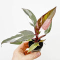 Philodendron Red Anderson starter plant **(ALL plants require you to purchase ANY 2 plants!)**