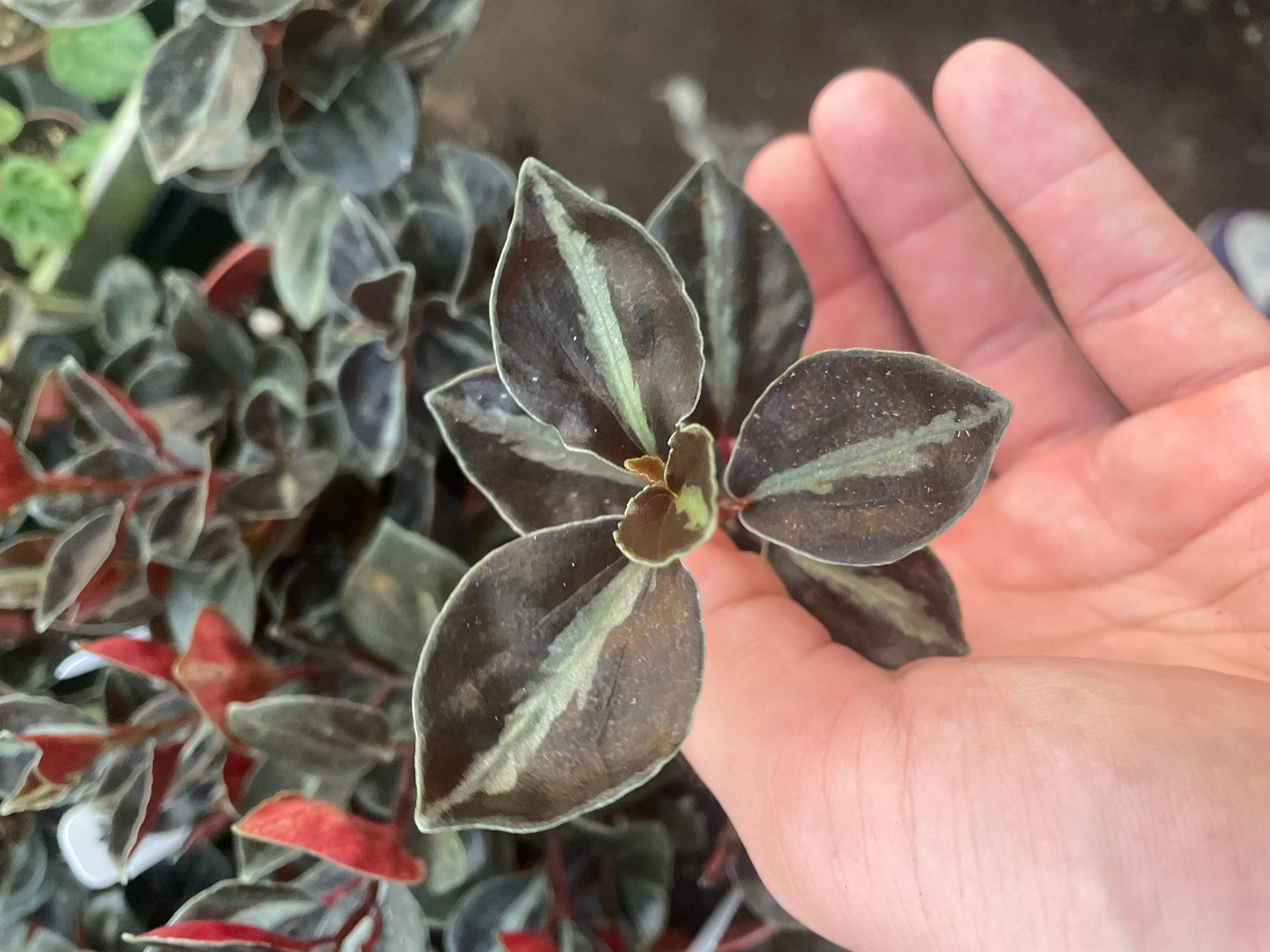 Peperomia Metallica var colombiana 2” plant **(ALL plants require you to purchase ANY 2 plants!)**