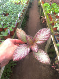 Episcia pink “Country star” variegated flowering African violet 2” plant **(ALL plants require you to purchase ANY 2 plants!)**