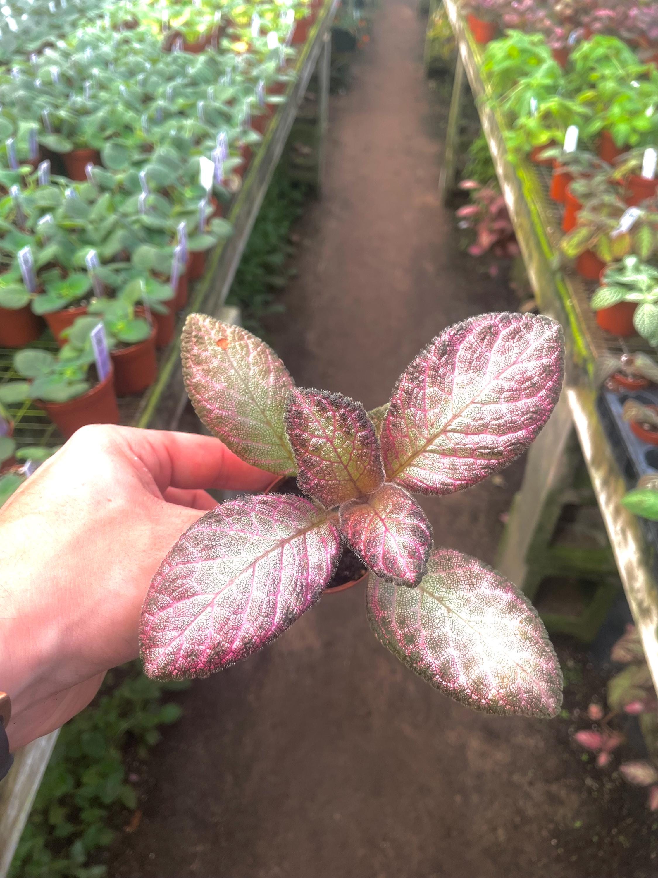 Episcia pink “Country star” variegated flowering African violet 2” plant **(ALL plants require you to purchase ANY 2 plants!)**