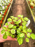 Peperomia Meridana Variegated 4” plant **(ALL plants require you to purchase ANY 2 plants!)**