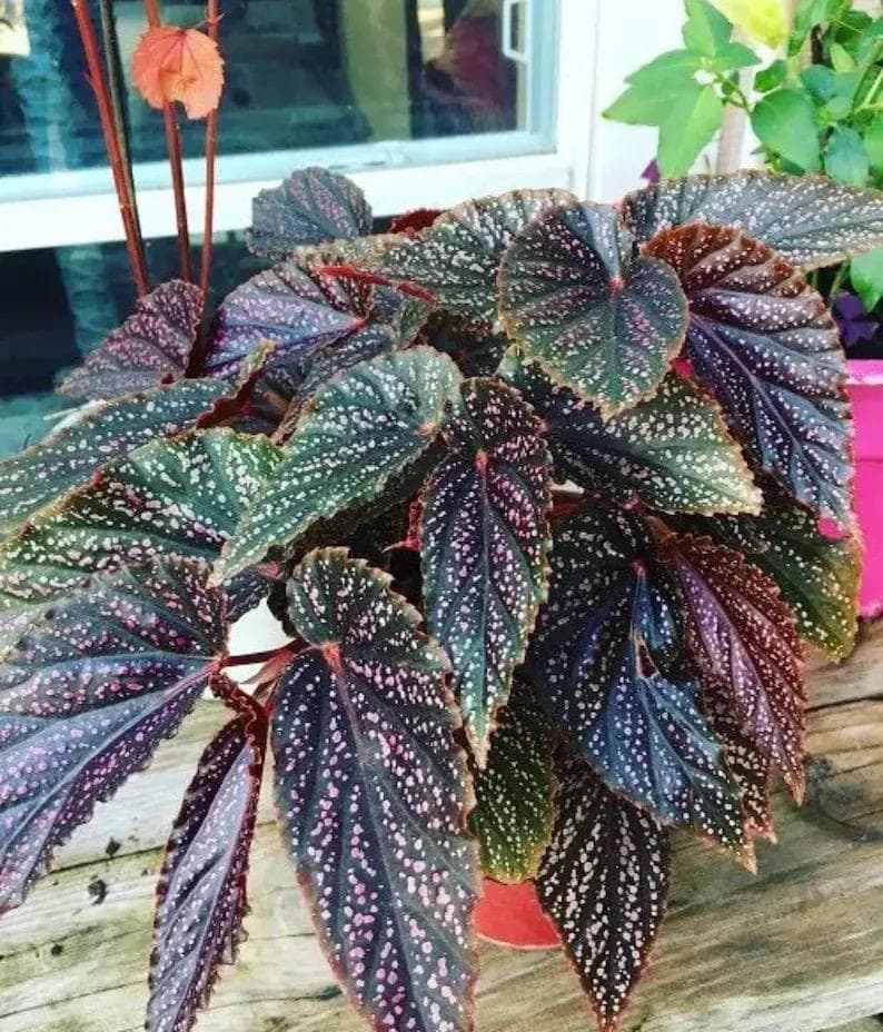 Begonia Rex Miss Mummy pink “angel wing” starter plant **(ALL plants require you to purchase ANY 2 plants!)**