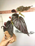 Begonia Rex “Benigo pink” pink spot “angel wing” starter plant **(ALL plants require you to purchase ANY 2 plants!)**