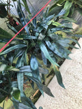 Microsorum thailandicum Blue Oil Fern Starter Plant (ALL STARTER PLANTS require you to purchase 2 plants!)*
