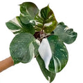 Philodendron White Knight starter plant **(ALL plants require you to purchase ANY 2 plants!)**