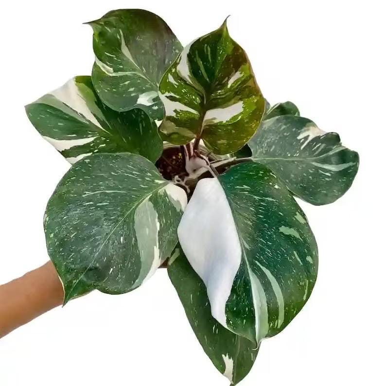 Philodendron White Knight starter plant **(ALL plants require you to purchase ANY 2 plants!)**