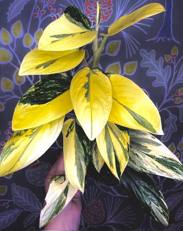 Monstera Standleyana Variegated aurea 2” plant **(ALL plants require you to purchase ANY 2 plants!)**