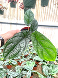 Piper Parmatum starter plant **(ALL plants require you to purchase ANY 2 plants!)**