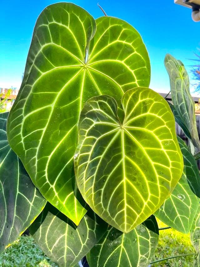 Anthurium Crystallinum X magnificum starter plant **(ALL plants require you to purchase ANY 2 plants!)**