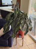 Alocasia Amazonica starter plant **(ALL plants require you to purchase ANY 2 plants!)**