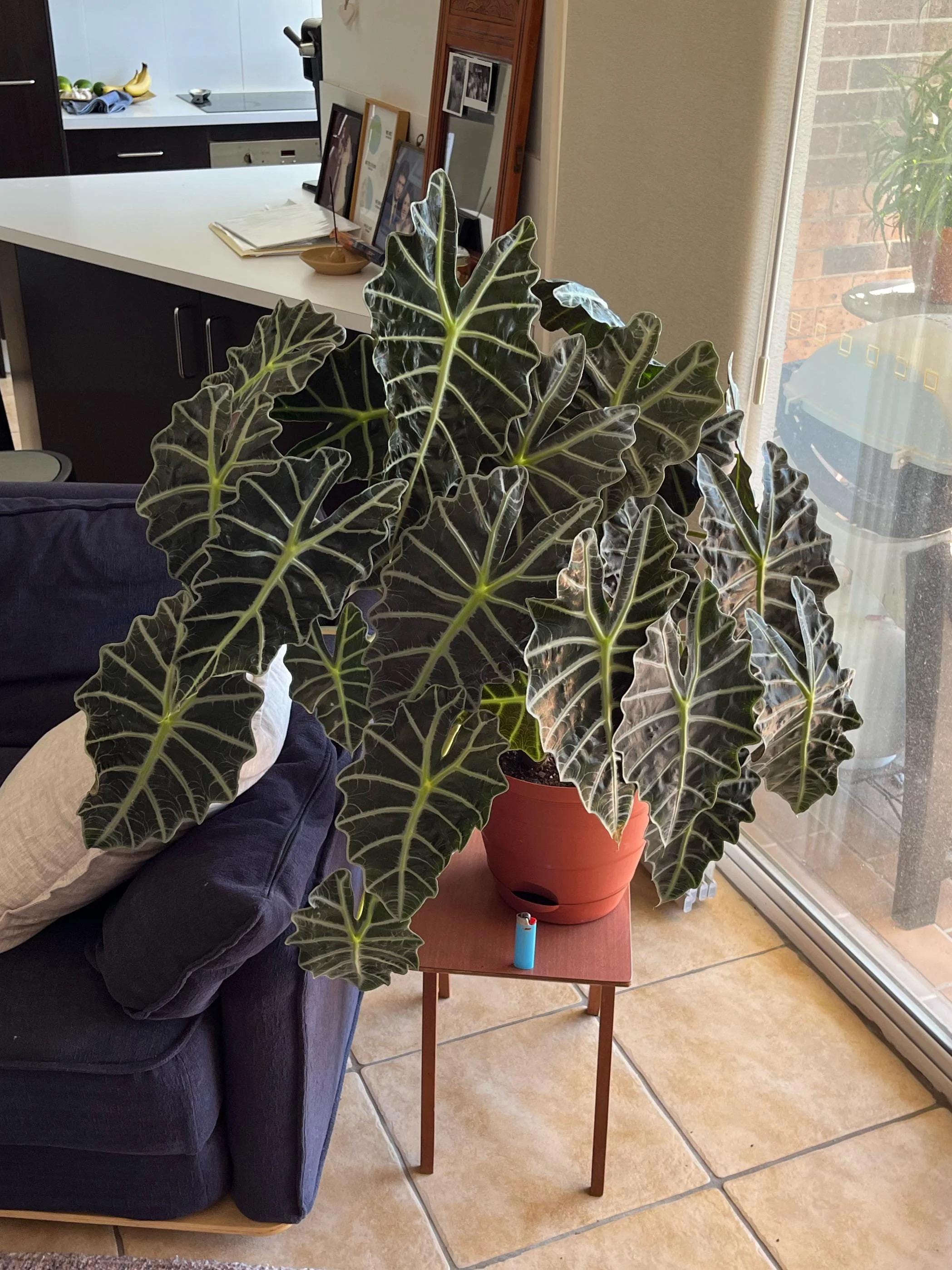 Alocasia Amazonica starter plant **(ALL plants require you to purchase ANY 2 plants!)**