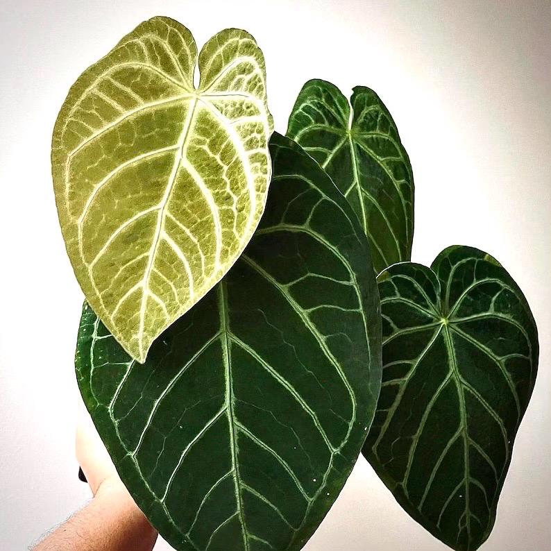 Anthurium Magnificum rare (large form) 2” plant **(ALL plants require you to purchase ANY 2 plants!)**