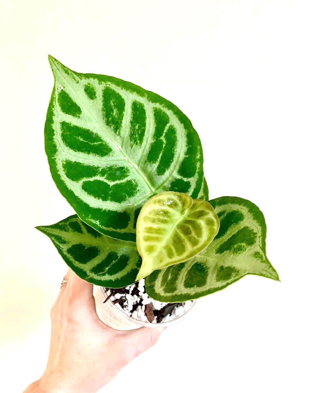 Anthurium Crystallinum X Doroyaki starter plant **(ALL plants require you to purchase ANY 2 plants!)**