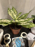 Aglaonema white brevispathum 2” plant **(ALL plants require you to purchase ANY 2 plants!)**