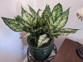 Aglaonema Osaka white 2” plant **(ALL plants require you to purchase ANY 2 plants!)**