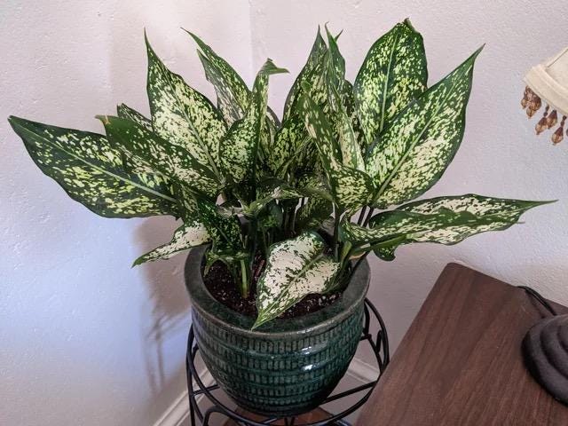 Aglaonema Osaka white starter plant **(ALL plants require you to purchase ANY 2 plants!)**