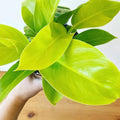 Philodendron imperial golden 2” plant **(ALL plants require you to purchase ANY 2 plants!)**