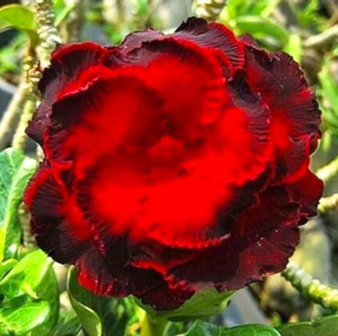 Desert rose Red Wine adenium obesum starter plant **(ALL plants require you to purchase ANY 2 plants!)**