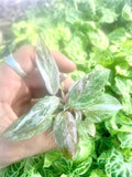 Philodendron Tricolor Galaxy marble variegated pink princess starter plant **(ALL plants require you to purchase ANY 2 plants!)**