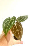 Anthurium regale dark form x (Crystallinum x Magnificum) Starter Plant (ALL STARTER PLANTS require you to purchase 2 plants!)**