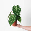 Anthurium regale x (Crystallinum x Magnificum) Starter Plant (ALL STARTER PLANTS require you to purchase 2 plants!)*