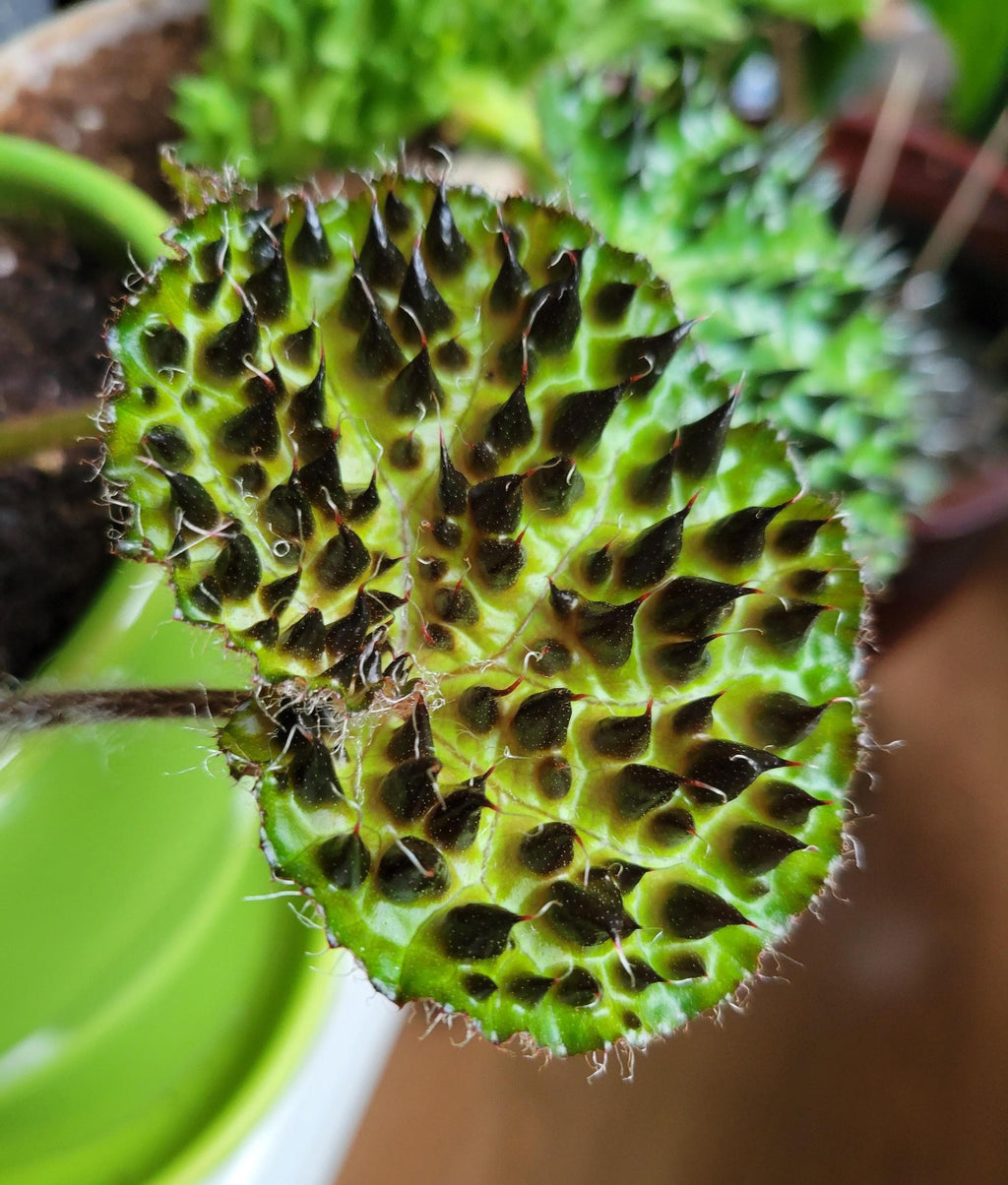 Begonia Rex Ferox “spiked angel wing” starter plant **(ALL plants require you to purchase ANY 2 plants!)**