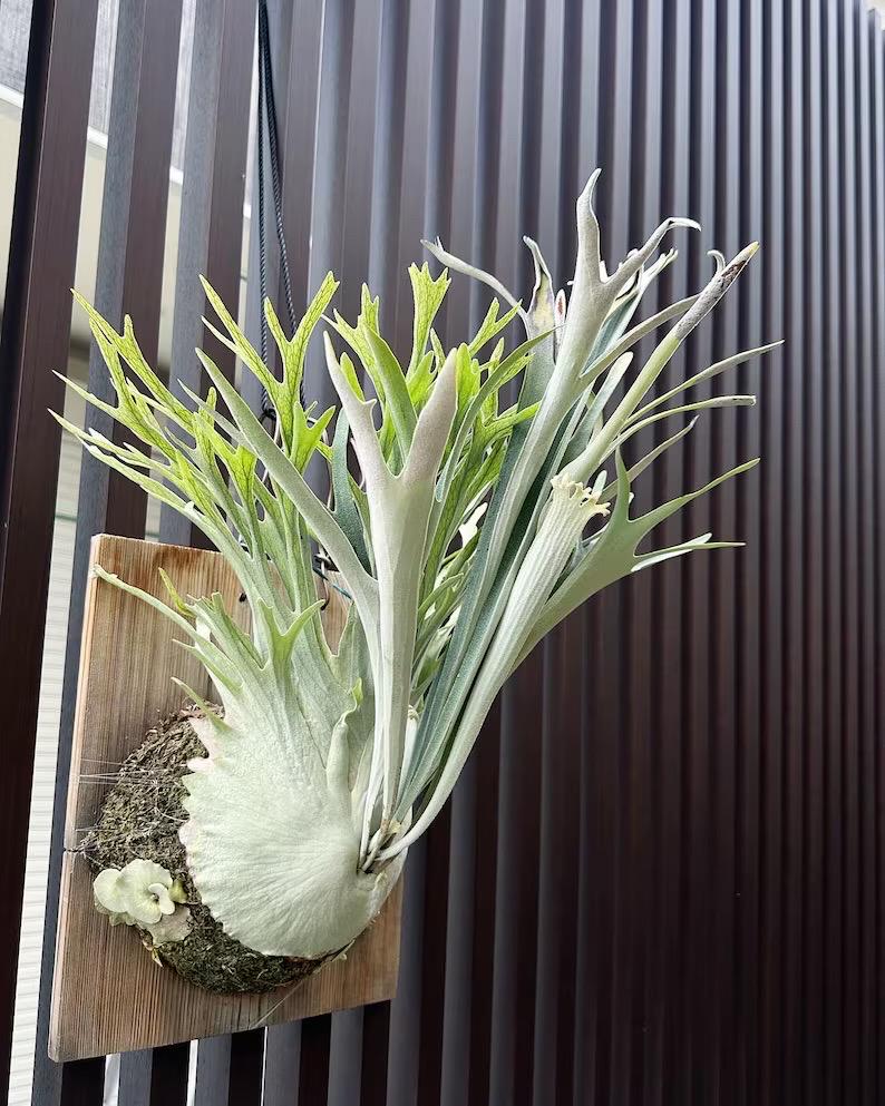 Platycerium Veitchii “high finger” staghorn fern starter plant **(ALL plants require you to purchase ANY 2 plants!)**