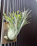 Platycerium Veitchii “high finger” staghorn fern 2” plant **(ALL plants require you to purchase ANY 2 plants!)**