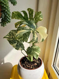 Monstera Thai “Marble” starter plant **(ALL plants require you to purchase ANY 2 plants!)**