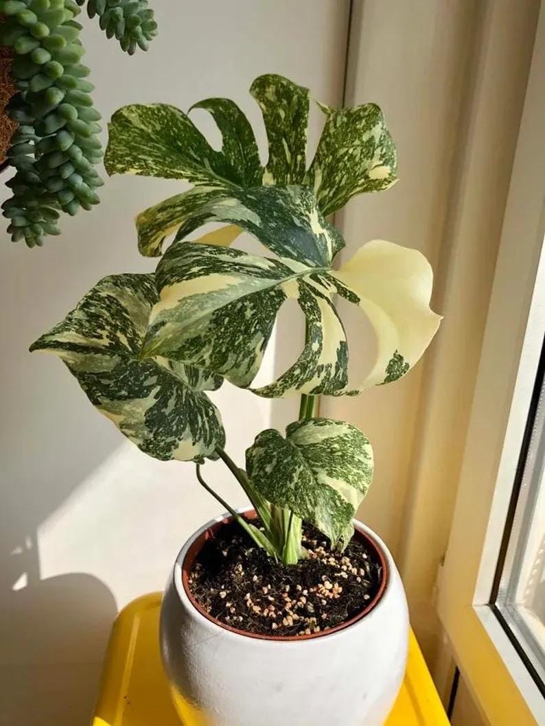 Monstera Thai “Marble” starter plant **(ALL plants require you to purchase ANY 2 plants!)**