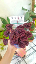 Peperomia Luna red 4” plant **(ALL plants require you to purchase ANY 2 plants!)**