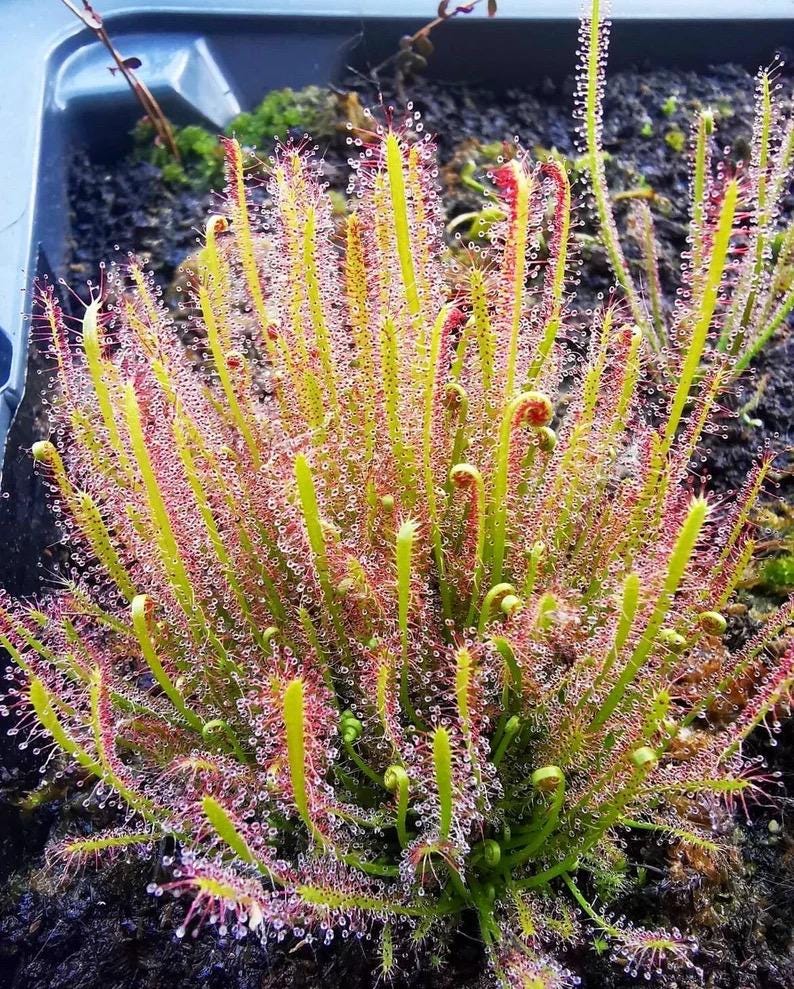Drosera Capensis red “octopus plant” 2” plant **(ALL plants require you to purchase ANY 2 plants!)**