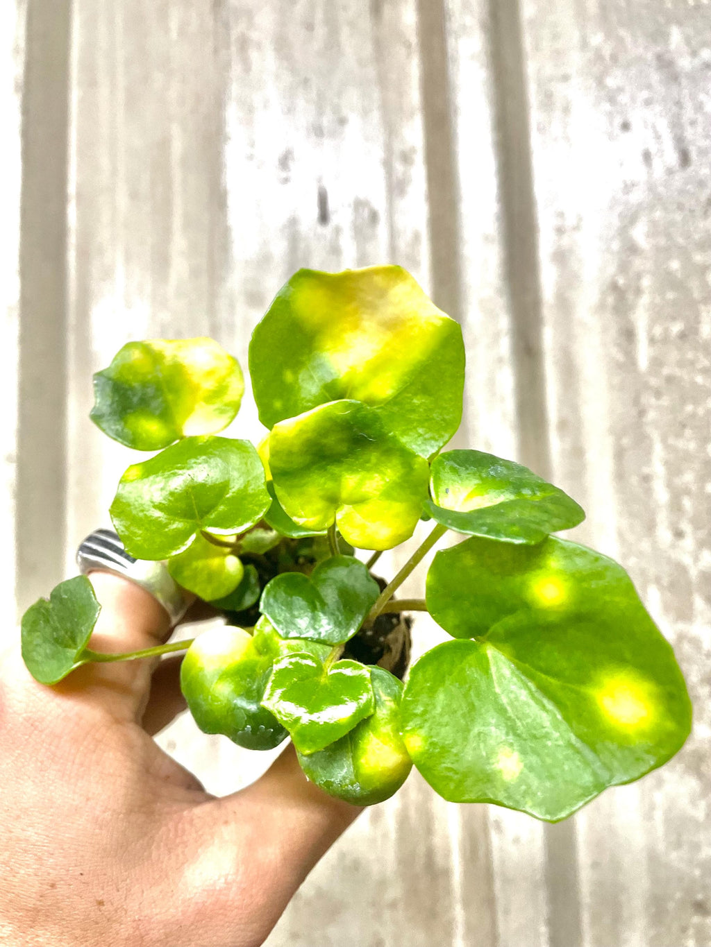 Farfugium Firefly rare starter plant **(ALL plants require you to purchase ANY 2 plants!)**