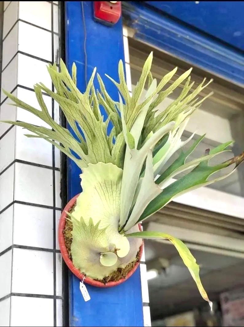 Platycerium akki “veitchii silver x veitchii wild” Staghorn Fern Starter Plant (ALL PLANTS require you to purchase 2 plants!)**