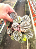 Peperomia Caperata variegated Abricos starter plant **(ALL plants require you to purchase ANY 2 plants!)**