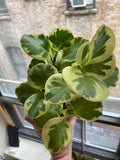 Peperomia Golden Gate 4” plant **(ALL plants require you to purchase ANY 2 plants!)**